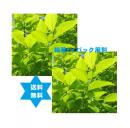 カキヨウ 柿葉茶500g2袋(1kg)TB3mm刻み高級焙煎滅菌茶葉・税送込・無添加