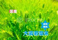 オオムギ大麦若葉末(1kg)国産・高級高圧蒸気滅菌・送料当店負担・漢方・無添加